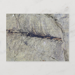 Fragile Fossile Pflanze Leaf Postkarte