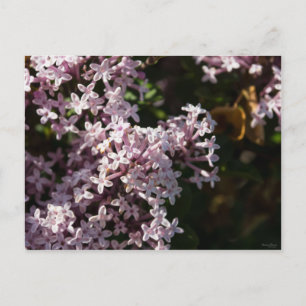 Fragrant Lilac Postkarte