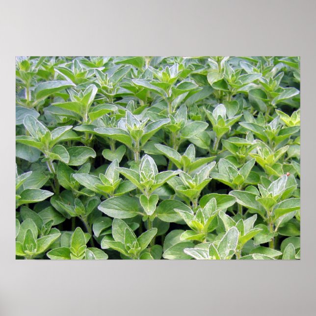 Fragrant Oregano Poster (Vorne)