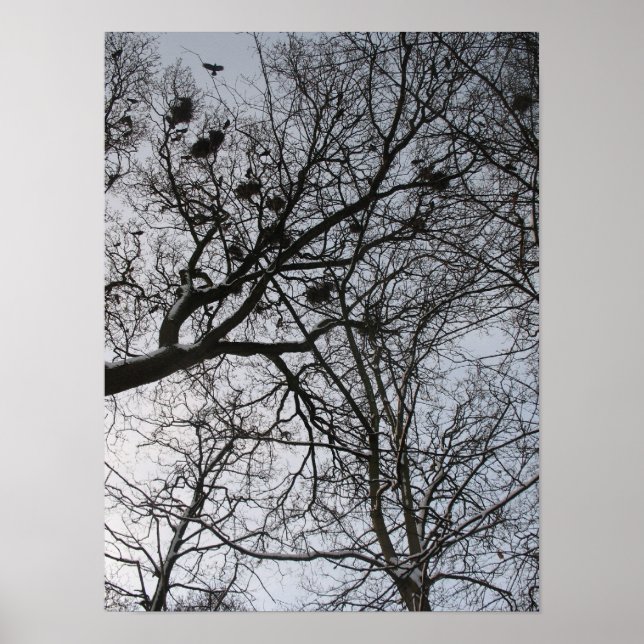 Fraktale in Nature: Crows Foto Poster Art (Vorne)