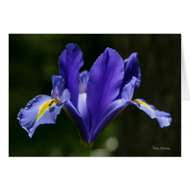 Frameable Kunst-Karte (Vorderseite (Horizontal))