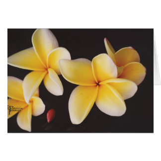 Frangipani