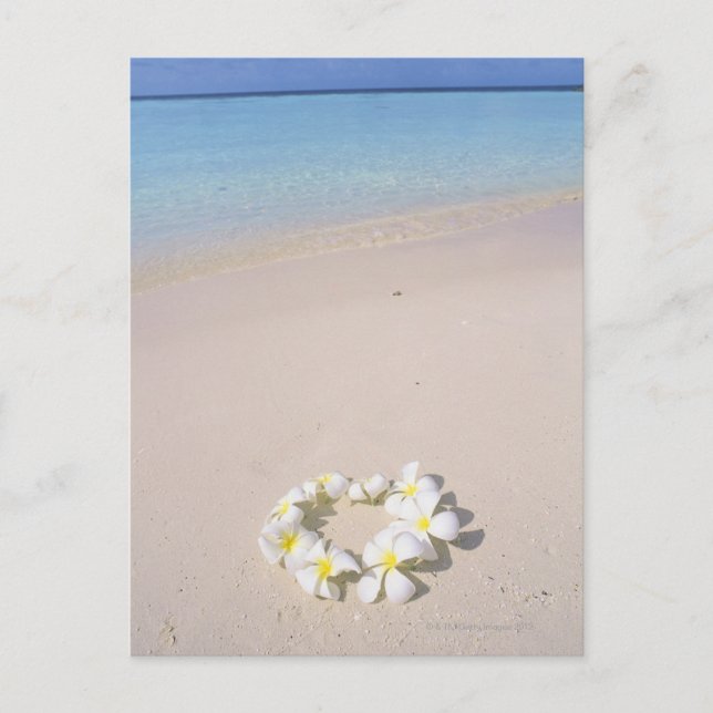 Frangipani am Strand Postkarte (Vorderseite)