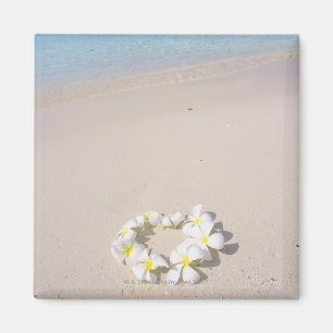 Frangipani auf dem Strand Magnet
