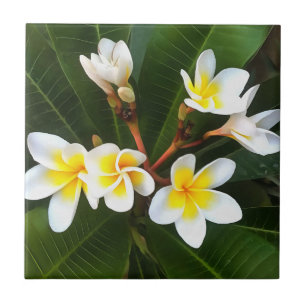 Frangipani Blossom Cluster Artistic Style Fliese