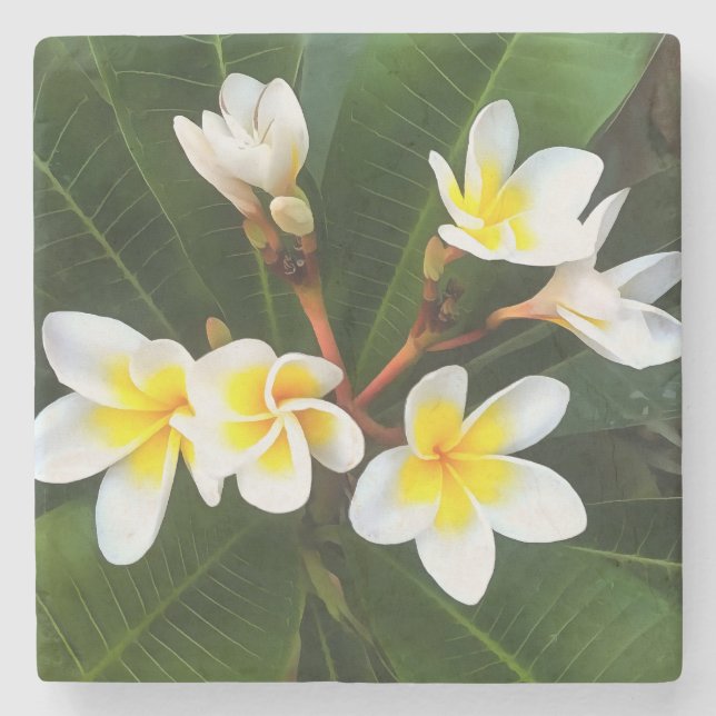 Frangipani Blossom Cluster Artistic Style Steinuntersetzer (Vorderseite)