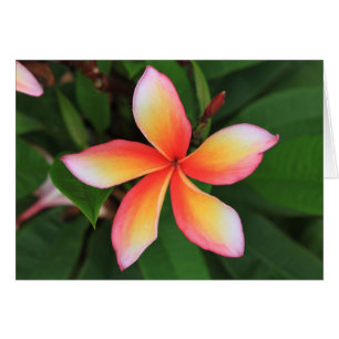 Frangipani Blume