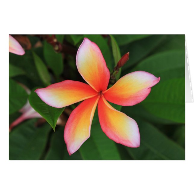 Frangipani Blume (Vorderseite (Horizontal))