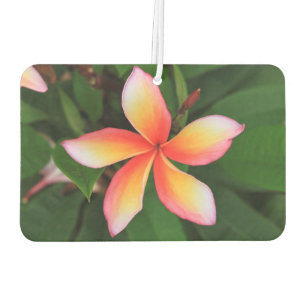 Frangipani-Blume Autolufterfrischer