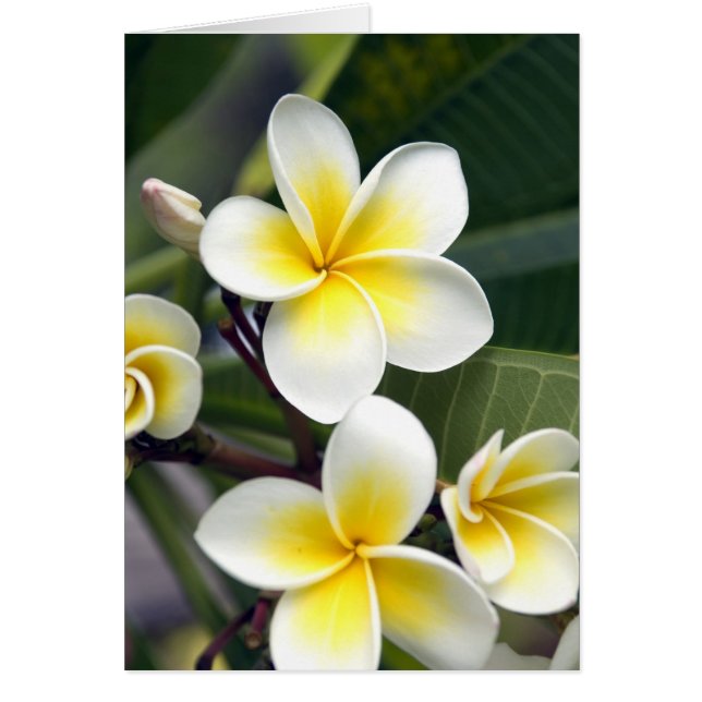 Frangipani Blume Cook Islands (Vorne)