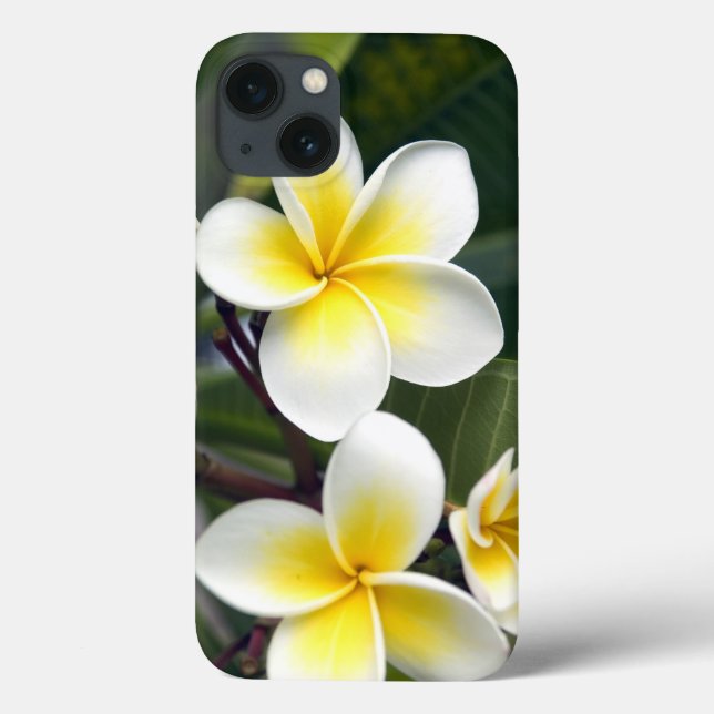 Frangipani Blume Cook Islands Case-Mate iPhone Hülle (Rückseite)