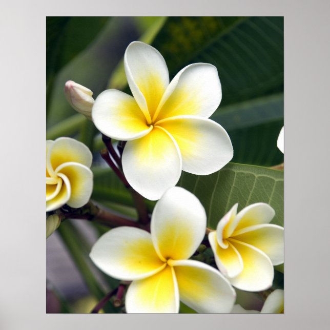 Frangipani Blume Cook Islands Poster (Vorne)
