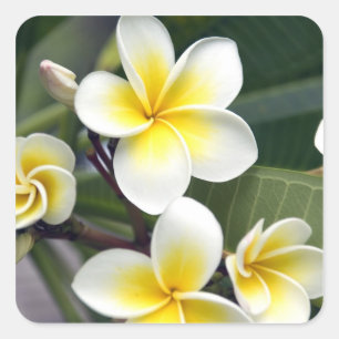 Frangipani Blume Cook Islands Quadratischer Aufkleber
