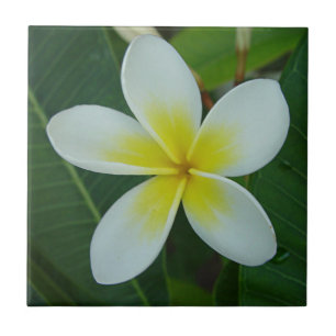 Frangipani-Blume Fliese