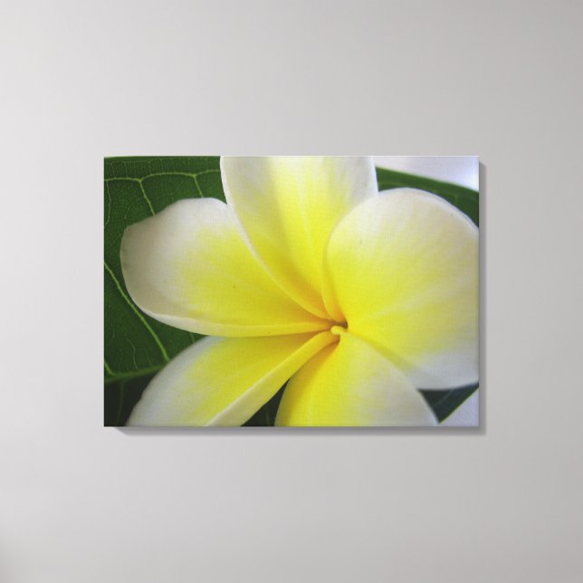 Frangipani-Blume Leinwanddruck (Vorderseite)