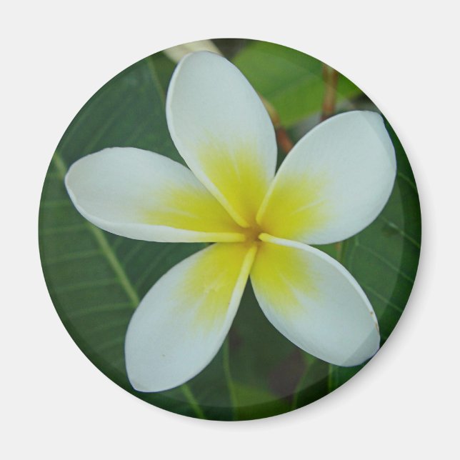 Frangipani Blume Magnet (Vorne)