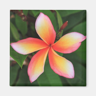 Frangipani Blume Magnet