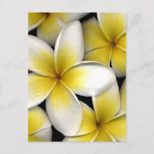 Frangipani-Blume mit Blätter in Weiß und Gelb Postkarte