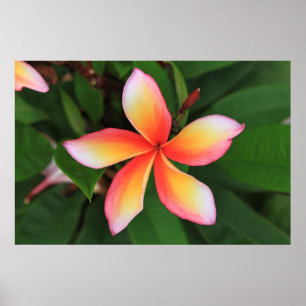 Frangipani Blume Poster