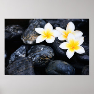 Frangipani-Blume Poster
