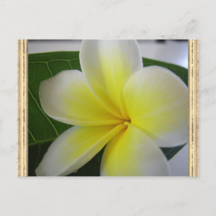 Frangipani-Blume Postkarte