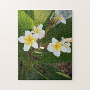 Frangipani-Blume Puzzle