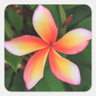 Frangipani Blume Quadratischer Aufkleber