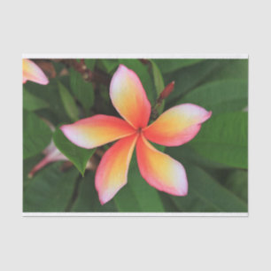 Frangipani Blume Seidenpapier