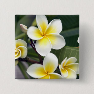 Frangipani-Blüte Cookinseln Button