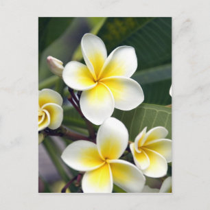 Frangipani-Blüte Cookinseln Postkarte