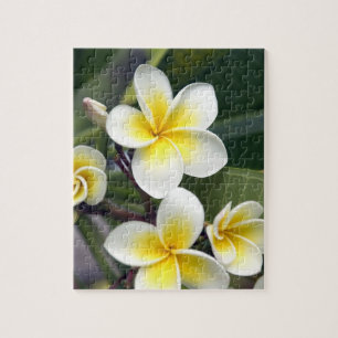 Frangipani-Blüte Cookinseln Puzzle