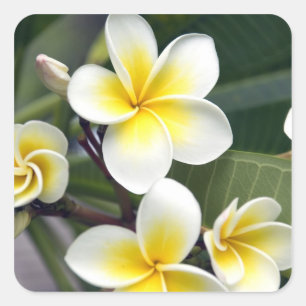 Frangipani-Blüte Cookinseln Quadratischer Aufkleber