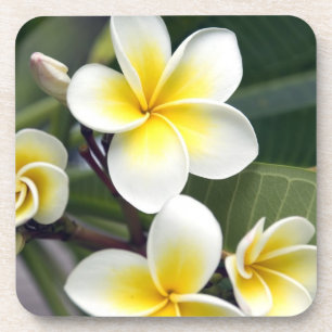 Frangipani-Blüte Cookinseln Untersetzer