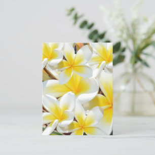 Frangipani Bouquet, Postcard Postkarte