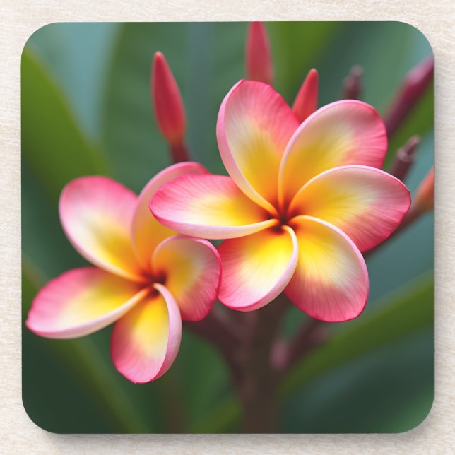 Frangipani Dwarf Tri Color Delight Getränkeuntersetzer (Vorderseite)
