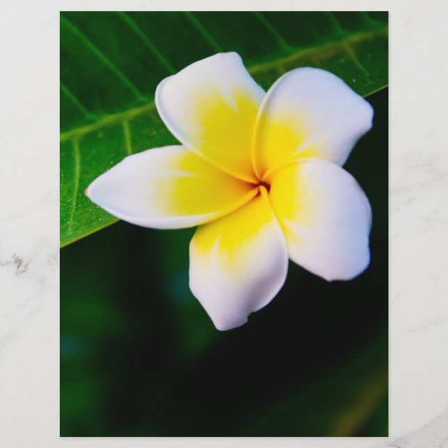 Frangipani Flyer (Vorne)
