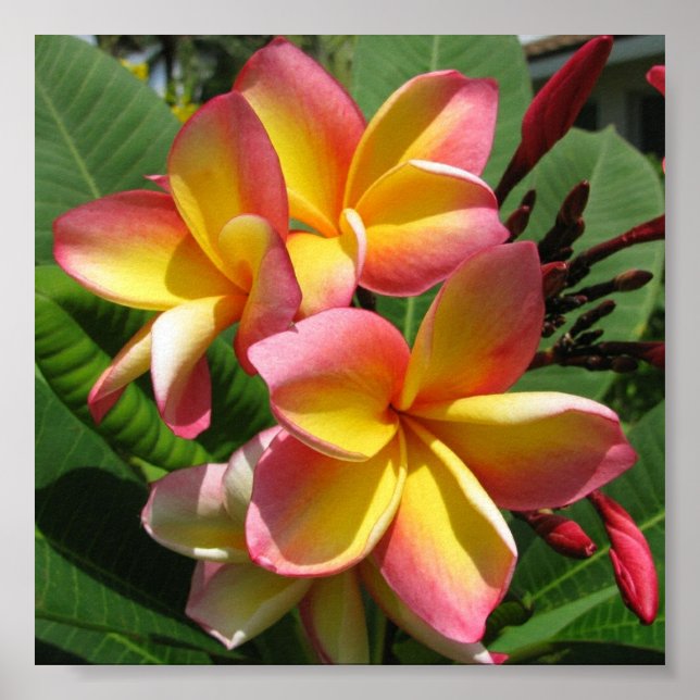 Frangipani Foto Print, Value Poster Paper (Matte) (Vorne)