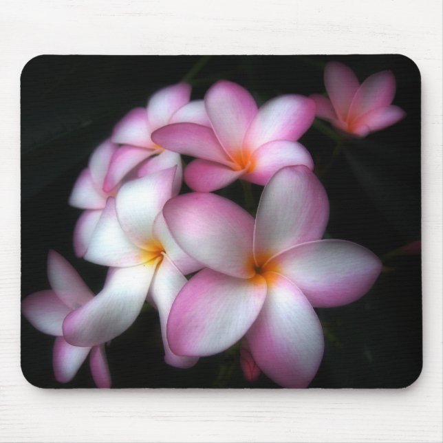Frangipani in der Blüte Mousepad (Vorne)