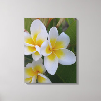 Frangipani Leinwand