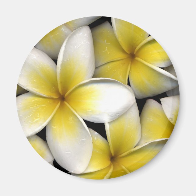 Frangipani Magnet (Vorne)