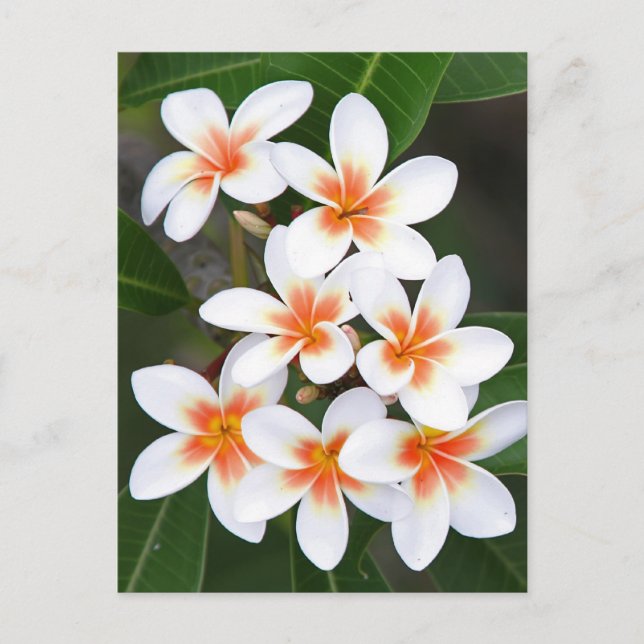 Frangipani, orange und weiß postkarte (Vorderseite)