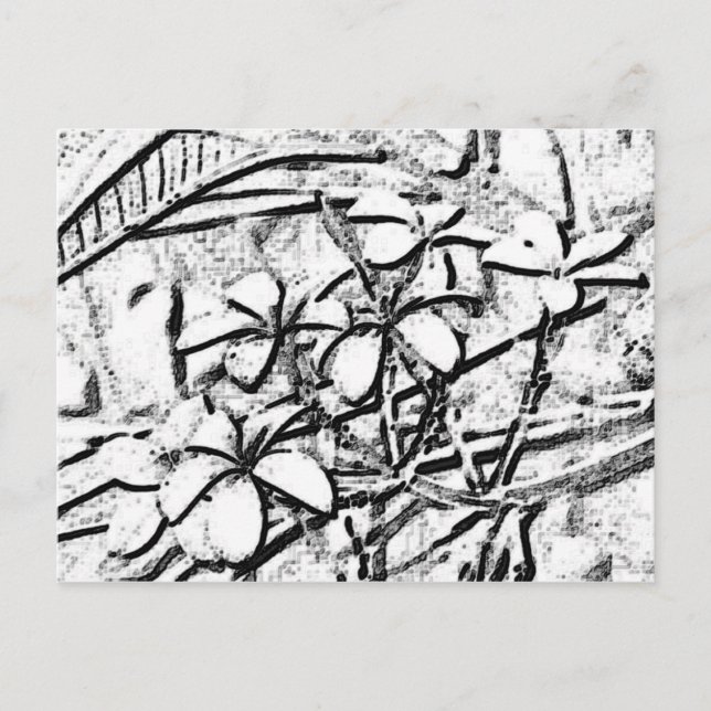 Frangipani Pencil Art Postkarte (Vorderseite)