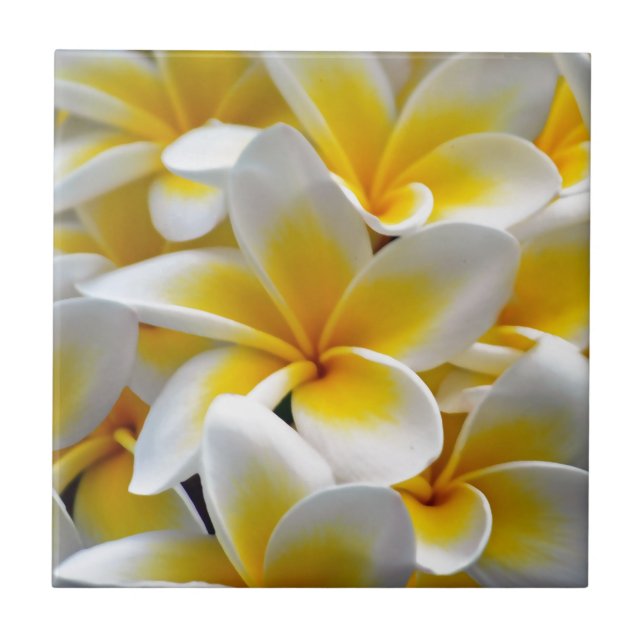 Frangipani Plumeria Blume Foto Fliese (Vorderseite)
