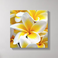Frangipani Plumeria Blume Foto