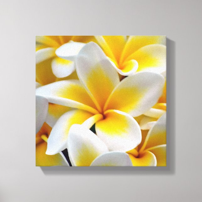 Frangipani Plumeria Blume Foto Leinwanddruck (Vorderseite)