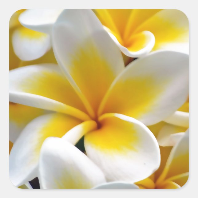 Frangipani Plumeria Blume Foto Quadratischer Aufkleber (Vorderseite)