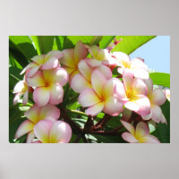Frangipani