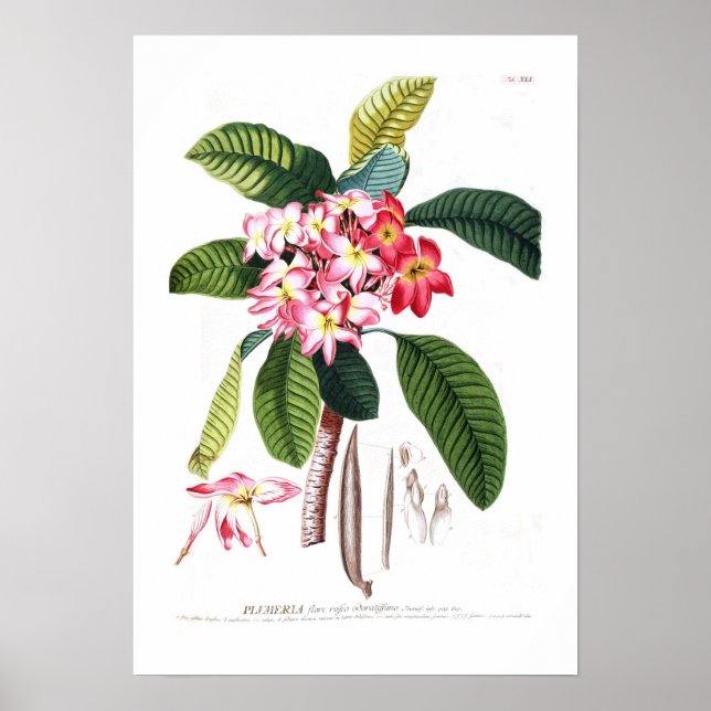 Frangipani Poster (Vorne)