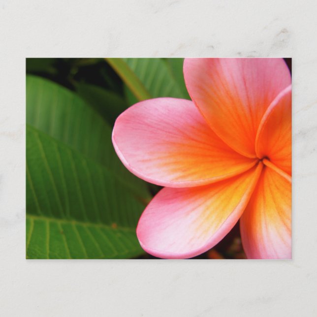 Frangipani Postkarte (Vorderseite)