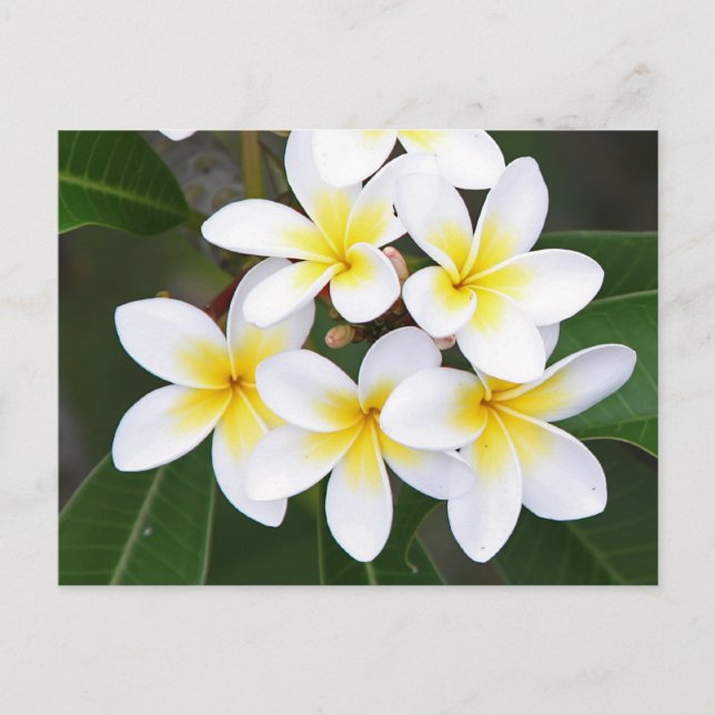 Frangipani Postkarte (Vorderseite)